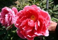  花大臣 花大臣（はなだいじん/紫色系）の画像