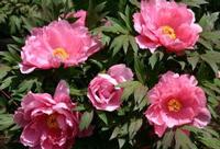 花競 花競（はなきそい/赤紫系）の画像