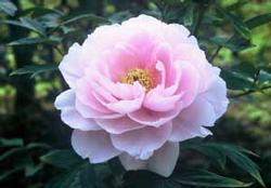 町の花「ぼたん」の画像