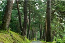 町の木「赤松」の画像