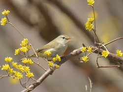 町の鳥「うぐいす」の画像