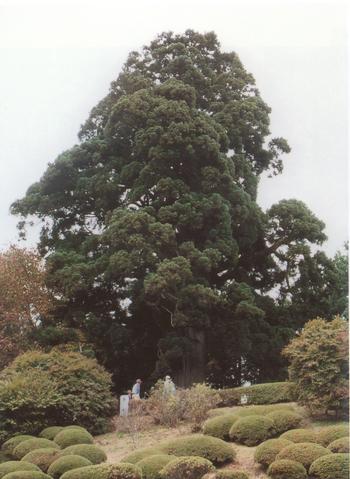 爺杉の画像