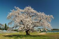 杉沢中学校校庭にある桜の木の画像