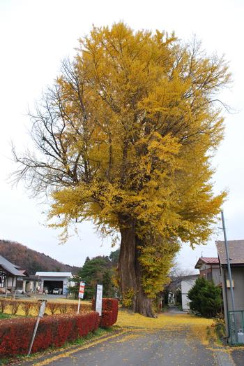 三光寺いちょうの画像