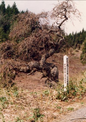 しだれ栗の画像