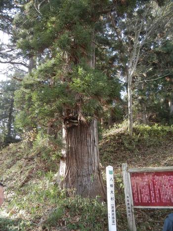 八幡大杉の画像