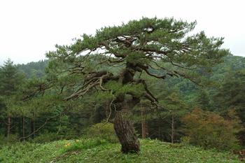 伊勢沢の笠松の画像