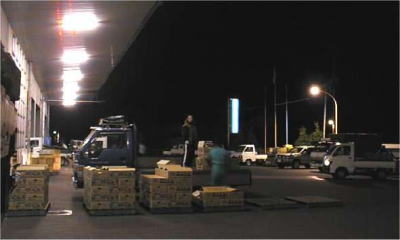大根の出荷風景