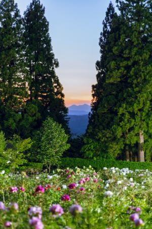 令和６年度南部町ぼたんまつり写真コンテスト　入選：「夕暮れの牡丹園」／佐藤香織さん
