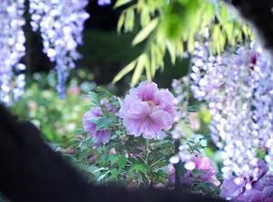 令和６年度南部町ぼたんまつり写真コンテスト　入選：「秘めたる想い」／木下敏雄さん