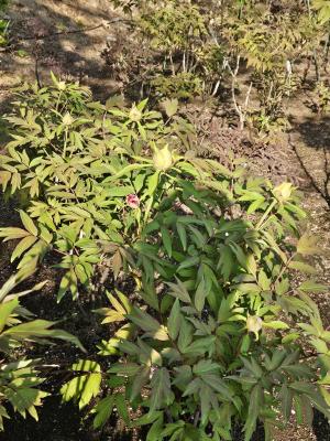 開花状況