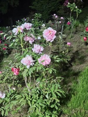 開花状況①