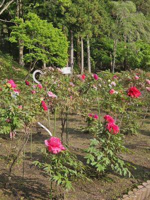開花状況②
