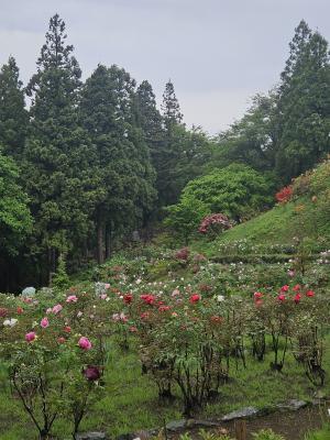 開花状況①