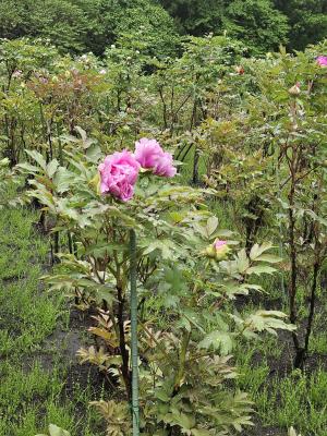 開花状況②