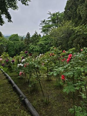 開花状況①