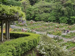 開花状況②
