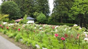 開花状況①