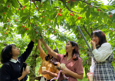 さくらんぼ狩り