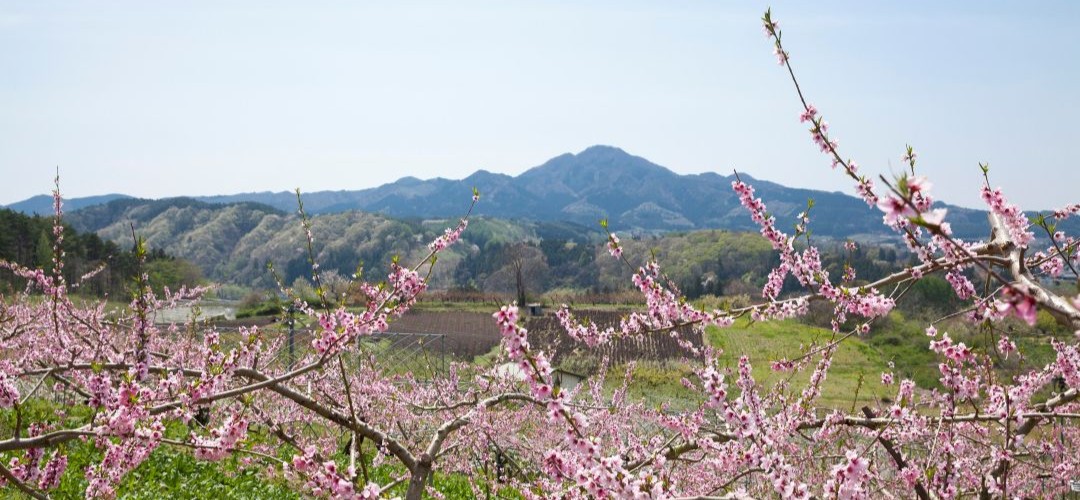 名久井岳と果樹の花