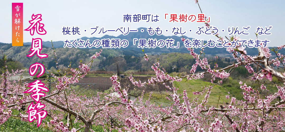 ①花見の季節-桃の花